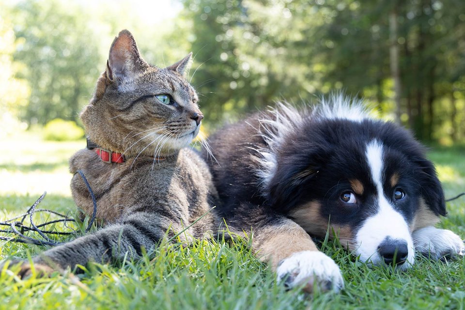 An image of a cat and a dog featured in a client profile related to the Wisconsin Humane Society's web development project from Lightburn. 
